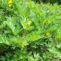 Paeonia delavayi var lutea